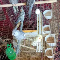 عروس هلندی و طوطی برزیلی