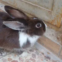 خرگوش سالم وسر حال .وبازیگوش و دوست داشتنی