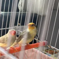جفت فنج ستاره ای ابلق و قفس عروس طوطی