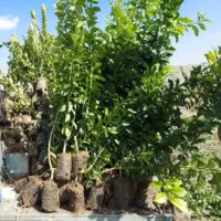 انجام کار نخل وتمیزکردن باغچه وبریدن چوب
