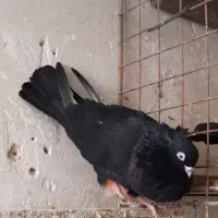 زاغ آبادانی|پرنده|شاهینشهر, شهرک مطهری|دیوار