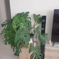 گل آپارتمانی برگ انجیری