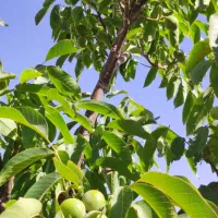 خانه باغ ۳۰۰۰متری ثبتی باامتیازات برق و گاز و فنس|فروش خانه و ویلا|بوکان, |دیوار