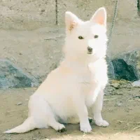 پا کوتاه سرابی ماده