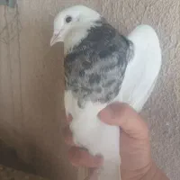 طوقی