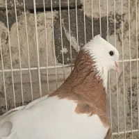 معاوضه خفیف پنج ونیم