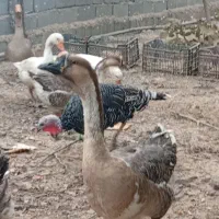 غاز و قوغاز