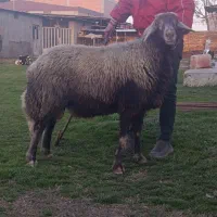 قوچ|حیوانات مزرعه|آق قلا, |دیوار