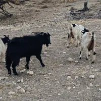 فروش پازن گله