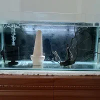 ماهی و آکواریوم