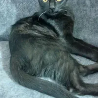 واگذاری پیشی مشکی dsh رایگان