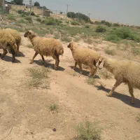 ۳ بره نر
