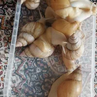 حلزون سالم برای استفاده از حلزون تراپی