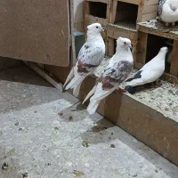 کبوتر کفتر گمشده