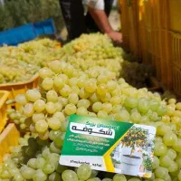 نهال پیوندی میاندوآب|خدمات باغبانی و درختکاری|بکتاش, |دیوار