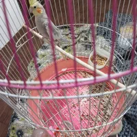 عروس هلندی سخنگو|پرنده|رودسر, |دیوار