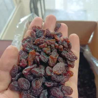 کشمش پلویی افتابی و طلایی و گلدن و دودی و خرمایی