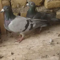 جفت آلمانی چاپی