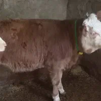 گوساله سیمینتال اصیل