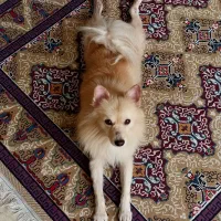 سگ پامرانی|سگ|بابل, |دیوار