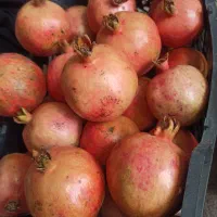 انار|خوردنی و آشامیدنی|بهشهر, |دیوار