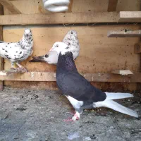 کبوتر پرشی ماده