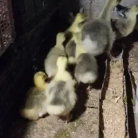 جوجه غاز ۲۳ روزه|حیوانات مزرعه|ساری, |دیوار