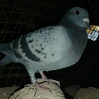 وسایل چرخ خیاطی خوب همشون نونو    عروسک