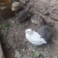بلدرچین نردانه۱۷۰