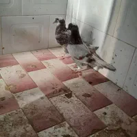 کبوتر عالی|پرنده|بیله سوار, |دیوار