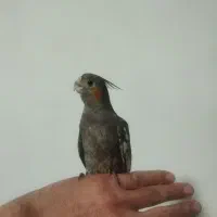 جوجه عروس هلندی نر