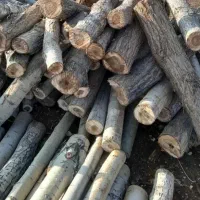 خرید چوب ودرخت|خدمات باغبانی و درختکاری|زنجان, |دیوار