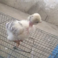 فروش جوجه گردن لخت