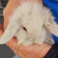 خرگوش دوماهه لوپو|موش و خرگوش|بوشهر, |دیوار