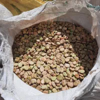 باقالی پاک شده درجه ۱|عمده‌فروشی|همدان, |دیوار