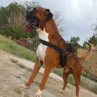 سگ باکسر اصیل