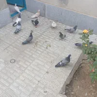 کفتر