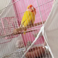 گمشده