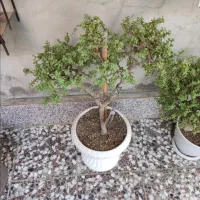 بونسای کراسوالا خرفه ای|گل و گیاه طبیعی|قم, هفت تیر|دیوار