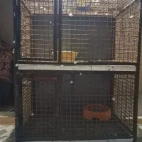 قفس پرنده|لوازم جانبی حیوانات|کارون, |دیوار