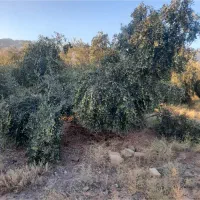 زمین-کشاورزی-باغ-زیتون