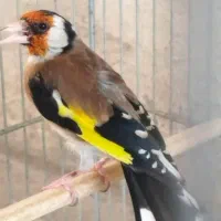 سهره سه ساله نر