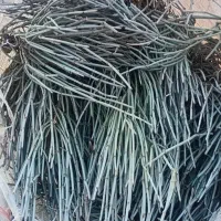 گیاه افدرا یا ریش بز ارسال از شیراز به سراسر کشور