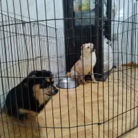 دوتا توله اشپیتز یکی نر یکی ماده|سگ|فردیس, شهرک ارم|دیوار