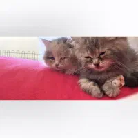 واگذاری بچه گربه پرشین|گربه|کرمان, |دیوار