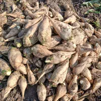 چغندرقند شیرین