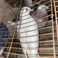 کبوتر|پرنده|شبانکاره, |دیوار