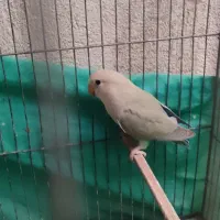 پرنده طوطی برزیلی و فنچ