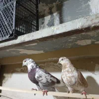 ی جفت گرگی استثنایی