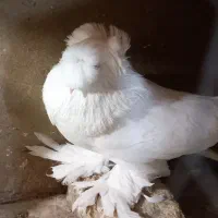 کبوتر زینتی بخارا